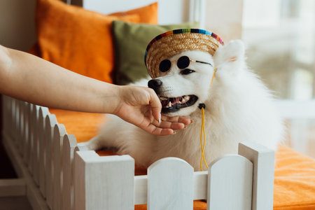 Snow-white dog breed Japanese spitz with sunglasses and sombrero posing for photographyの写真素材