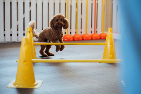 Little brown Poodle training in pet house with dog trainerの写真素材