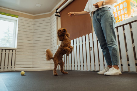 Little brown Poodle training in pet house with dog trainerの写真素材