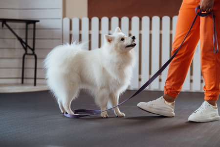 Snow-white dog Japanese Spitz breed is training in pet houseの写真素材