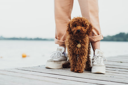 Cute little toy poodle called Metti standing on the pier next to owners legsの写真素材