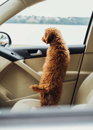 Dog breed toy poodle looking out from the car window, beautiful little redhead puppy sitting inside...