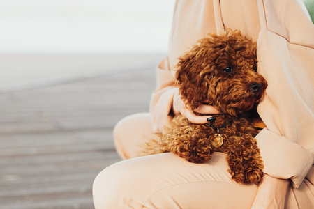 Beautiful redhead dog breed toy poodle sitting on woman hands outdoorsの写真素材