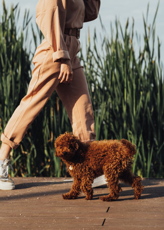 Little dog breed toy poodle walking with owner outdoorsの写真素材