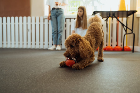 Little brown Poodle training in pet house with dog trainerの写真素材