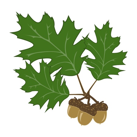 Acornsのイラスト素材