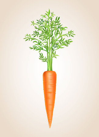 Carrot isolated Vegetable vector illustrationのイラスト素材