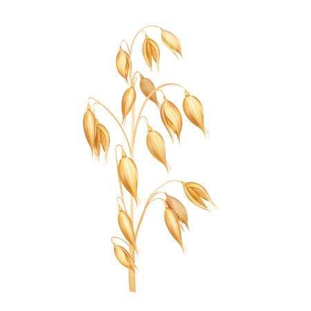 Oat spikelet realistic vector illustration isolated on white backgroundのイラスト素材