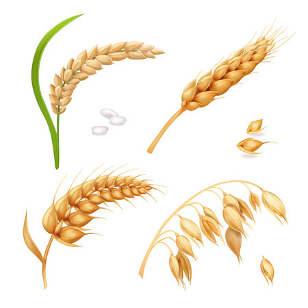 Wheat, barley, rice and oats. Ears vector setのイラスト素材