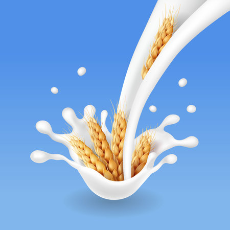 Wheat ears and milk flow. Barley cereals realistic vectorのイラスト素材