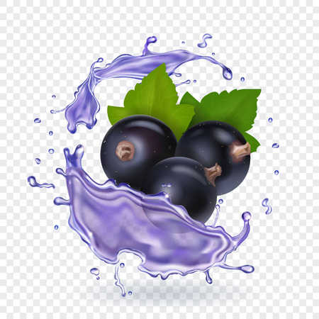 Blackcurrant juice splash. Forest berries smoothie. Vector realistic illustration.のイラスト素材