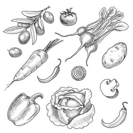 Hand drawn vegetables set. Sketch collection of olives, potatoes, pepper, tomato, radish, cabbage. Vector illustration.のイラスト素材