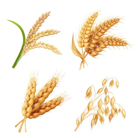 Agricultural crops set Rice, oats, wheat, barley 3D illustrationの写真素材