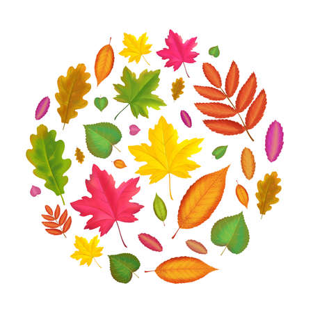 Autumn leaves round background. Fall leaf design. Maple, oak, rowan elm yellow and red foliage vectorのイラスト素材