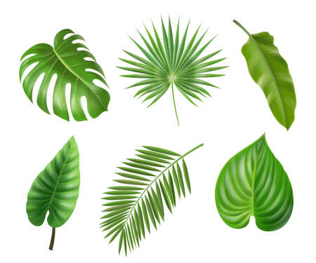 Tropical palm leaves set isolated on white background. Monstera philodendron and banana jungle leaf, Exotic foliage collection vectorのイラスト素材
