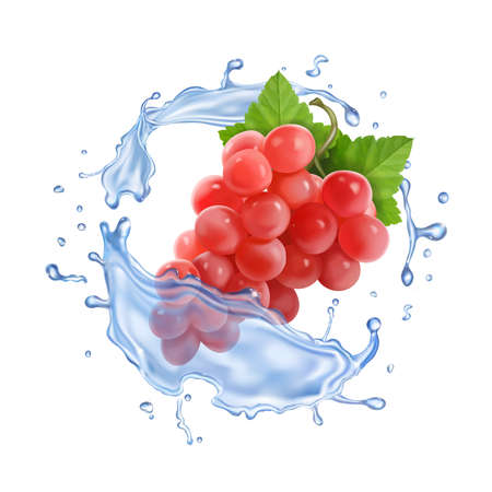 Red or pink table grapes in water splash Bunch of wine grapes realistic setのイラスト素材
