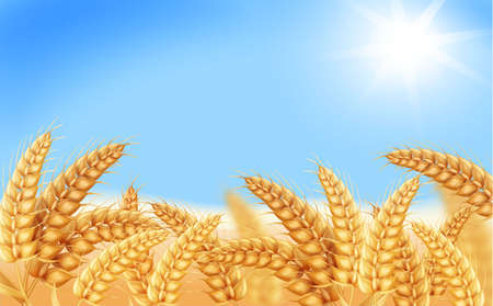 Gold wheat field and blue sky. Wheat ears. Barley spikelets, Cereals harvest realistic backgroundのイラスト素材
