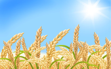 Rice field, rice ears and blue sky rural summer landscape. Rice farming realistic vectorのイラスト素材