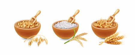 Set of different types of cereals in wooden bowls on a white background. Oat, rice, wheat, barley and realistic spikelets Vectorのイラスト素材