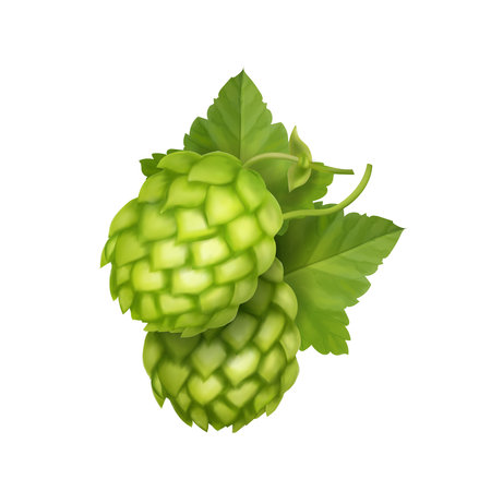 Fresh hop plants realistic with green leaves, isolated on white background vector illustration.のイラスト素材