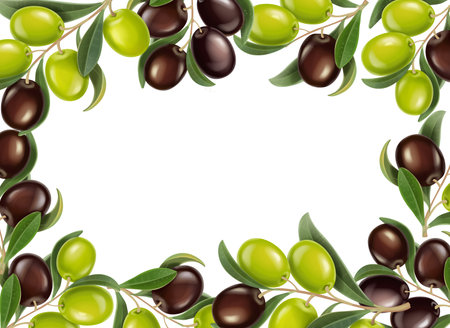 Realistic olive frame on transparent background. Black green olives branch border, Label 3d vector illustrationのイラスト素材