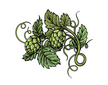 Hop plant hand drawn. Branch of hops engraving style. Design element for beer label. vector color illustrationのイラスト素材