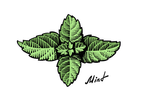 Ink sketch mint branch leaves engraving greenのイラスト素材