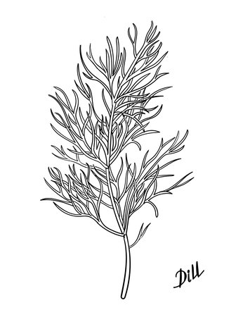 Dill hand drawn. Bunch of dill herb ink sketch retro vector illustrationのイラスト素材
