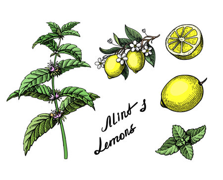 Lemons and mint hand drawn color illustration. Mojito drink, lemonade, tea rerto sketch elementsのイラスト素材