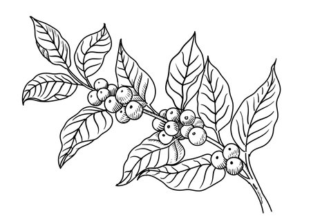 Coffee tree hand drawn branch engraving style. Coffee beans and leaves Sketch vintage botanical or floral illustrationのイラスト素材