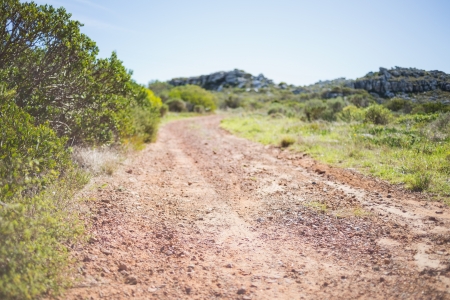 Picture of track in arid landscape in summertimeの写真素材
