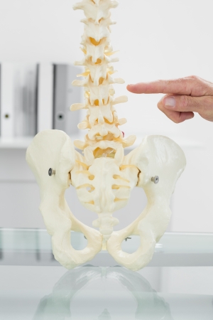 Extreme close-up of a male doctor pointing at skeleton modelの写真素材
