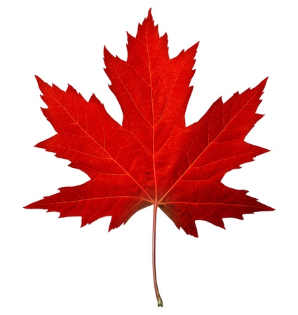 Red maple leaf as an autumn symbol as a seasonal themed concept as an icon of the fall weather on an isolated white background Red maple leaf as an autumn symbol as a seasonal themed concept as an icon of the fall weather on an isolated white background