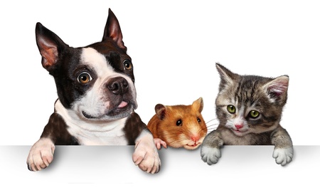 Pets sign for veterinary medicine and pet store or animal adoption advertising and marketing message with a cute dog hamster and a cat hanging on a horizontal white placard with copy space Pets sign for veterinary medicine and pet store or animal adoption advertising and marketing message with a cute dog hamster and a cat hanging on a horizontal white placard with copy space