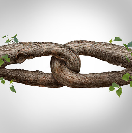 Strong chain concept connected as two different tree trunks tied and linked together as an unbreakable chain as a trust and faith metaphor for dependence and reliance on a trusted partner for support and strength.