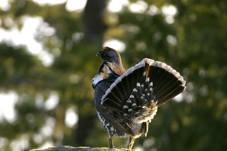 Blue Grouseの写真素材