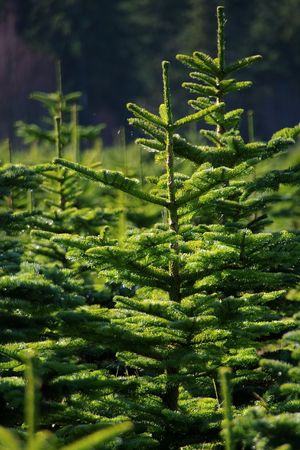 Tree Farmの写真素材
