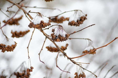 decorative shrubs covered with snow the beauty of nature
