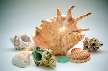 seashells in a variety of shapes and colors, a beautiful background for creativity