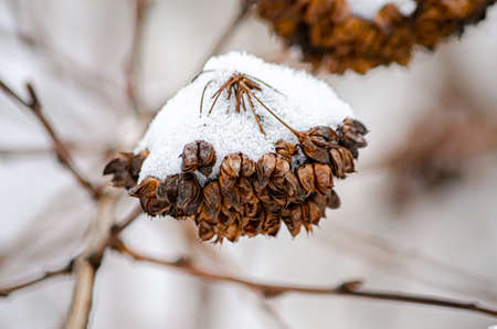 decorative shrubs covered with snow the beauty of natureの写真素材