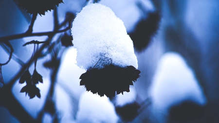 decorative shrubs covered with snow, blue backgroundの写真素材