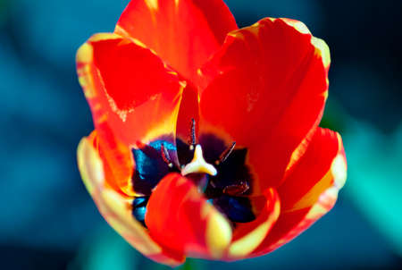 spring tulips are pleasing to the eye and create a good mood