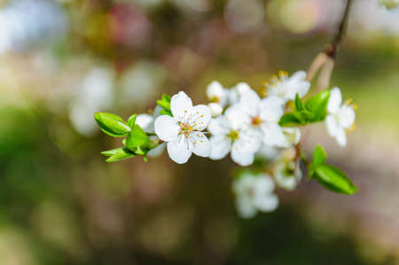 blooming Apple tree in spring creates a good mood and peace of mind