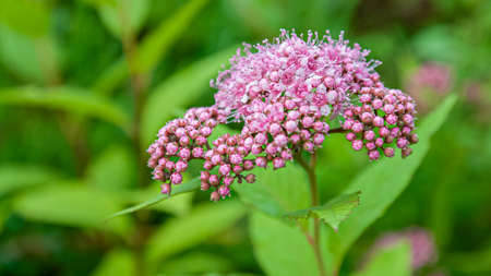 beautiful blooming summer flowers and plants