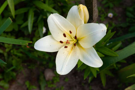 beautiful blooming summer flowers and plants