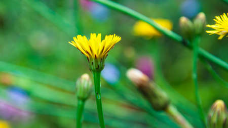 beautiful blooming summer flowers and plantsの写真素材