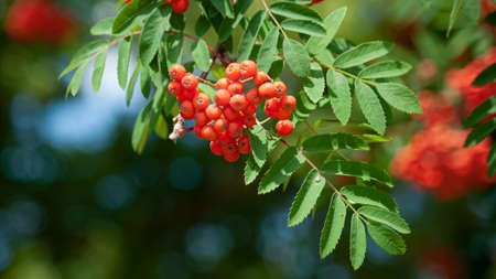 the ripe rowan fruits on the tree branch