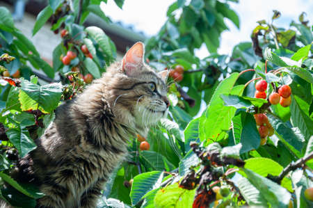 domestic cat climbed high on a cherry tree