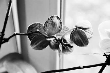 blooming orchids by the window