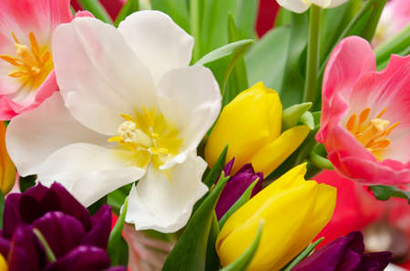 beautiful yellow purple and pink tulipsの写真素材